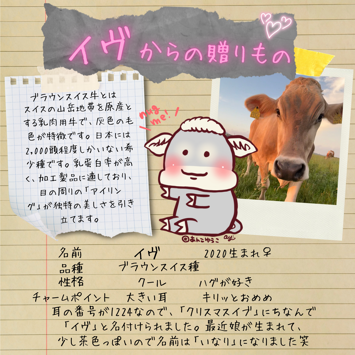 イヴからの贈りもの（ブラウンスイス）