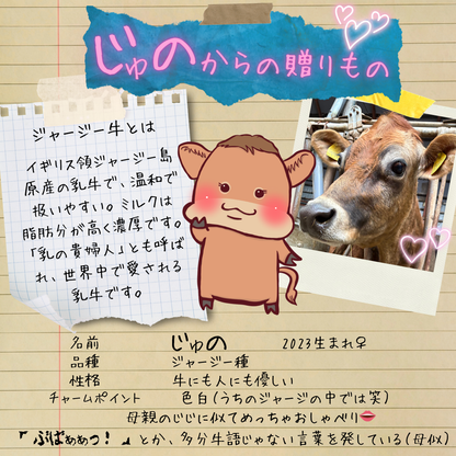 じゅのからの贈りもの（ジャージー）